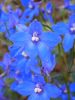 016_San Anton Gardens.jpg